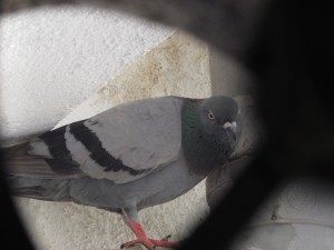 The pigeon looking at its distrubed nest in the exhaust fan